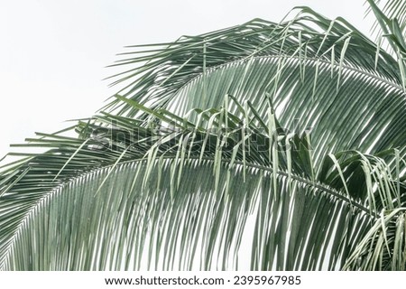 Beautiful palm tree close-up in Costa Rica travel and tropical pictures