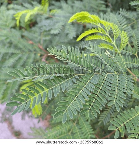 Picture of Acacia tree leaves