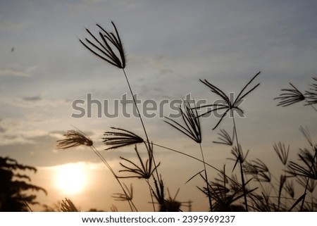 Photo of weeds in the morning photographed in silhouette.