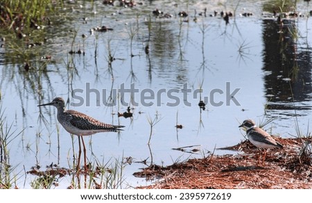 Two shorebirds enjoy a flooded marsh in Point Lookout State Park. 