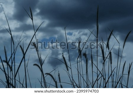 Silhouette tone. Rows of weeds with dark cloud background