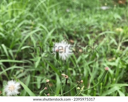 Dandelion flowers (Taraxacum) are in the phase of spreading seeds by the wind