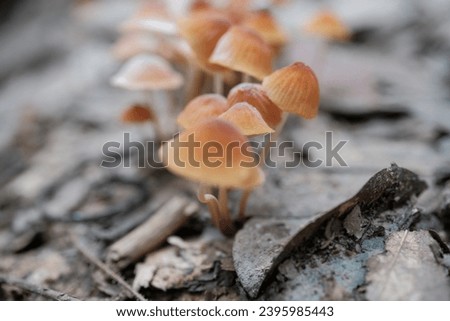 mushrooms, macro photography, nature, cute