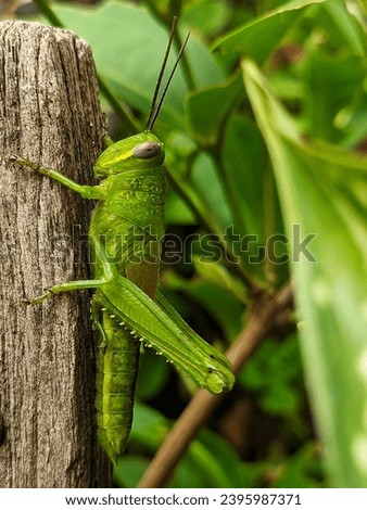 HD photo of a rice grasshopper sticking to wood Royalty-Free Stock Photo #2395987371