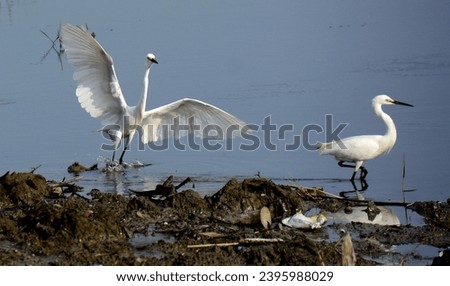 The little egret (Egretta garzetta) is a species of small heron in the family Ardeidae. As an aquatic bird, it feeds in shallow water and on land, consuming a variety of small creatures. Royalty-Free Stock Photo #2395988029