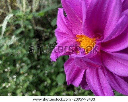 View of a Flower Background Scenery Photography (Purple - Pink)