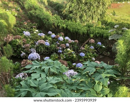 View of a Bed of Flowers Background Scenery Photography (Variety of Colors)