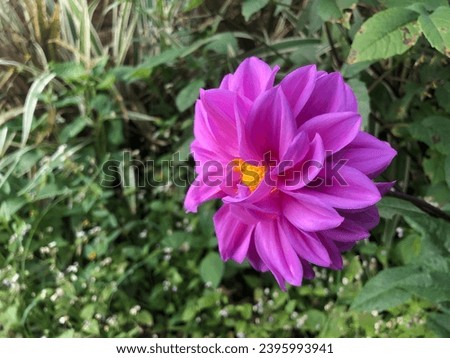 View of a Flower Background Scenery Photography (Purple - Pink)
