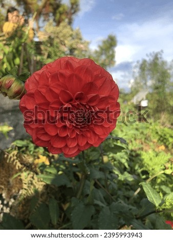 View of a Flower Background Scenery Photography (Red)