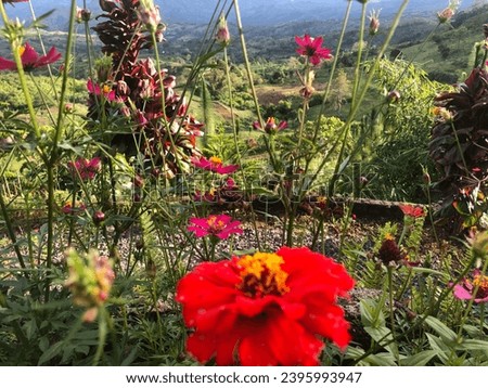 View of a Bed of Flowers Background Scenery Photography (Red)