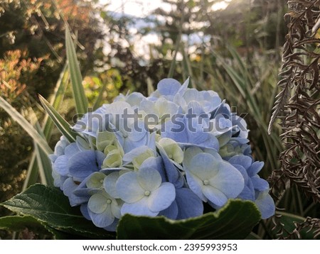 View of a Flower Background Scenery Photography (Blue - Light Blue - SkyBlue)