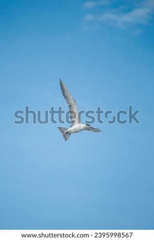 tern birds flying and hunting for lunch