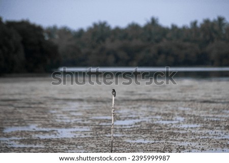 a little bird chilling on a stick in the muddy ponds of maldives