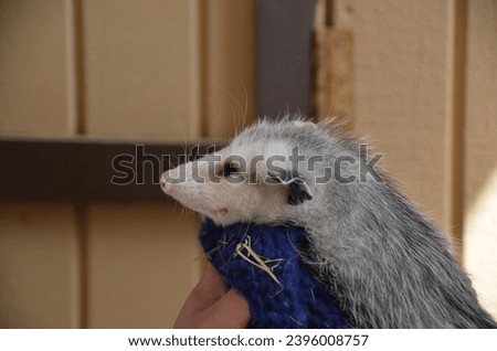 A baby opossum face with a cute smile.