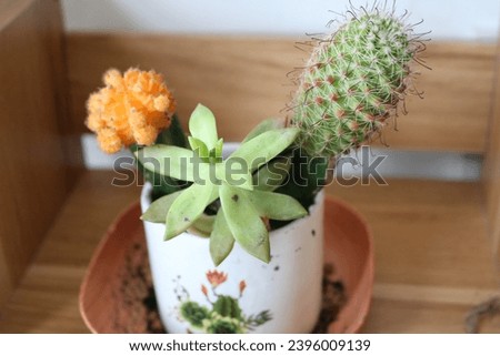 Beautiful Cactus in the house (Vietnam)