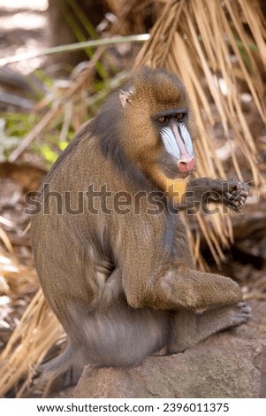 the mandrill has thick ridges along the nose that are purple and blue, red lips and nose, and a golden beard.