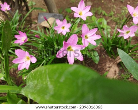 Pink rain lily or Zephyranthes rosea lindl picture