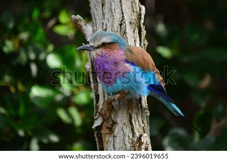 A beautiful multi colored Lilac Breasted Roller Bird sits perched on the short broken Branch of a narrow Tree Trunk with rough Bark. This is an anisodactyl African Avian that is vibrant and chunky. Royalty-Free Stock Photo #2396019655