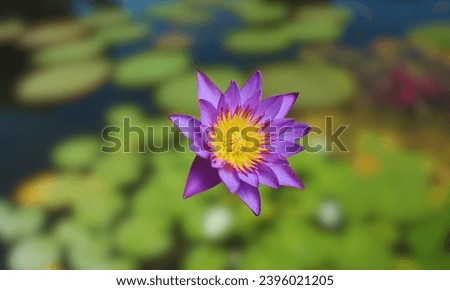 Selective focus of Egyptian Lotus Nymphaea or previously Nymphaea caerulea, known primarily as blue lotus or blue Egyptian lotus but also blue water lily or blue Egyptian water lily Royalty-Free Stock Photo #2396021205