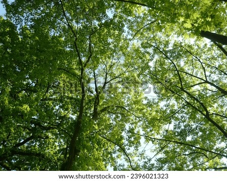 exterior photo view of a european forest with trees and brancjes ad leaves like a wallpaper background during speinf or summer during the fresh day light 