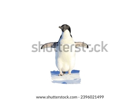 Vector Penguins for your design