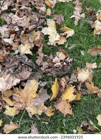 autumn pictures of dry leaves