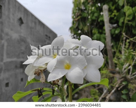 white flowers macro close up photo 