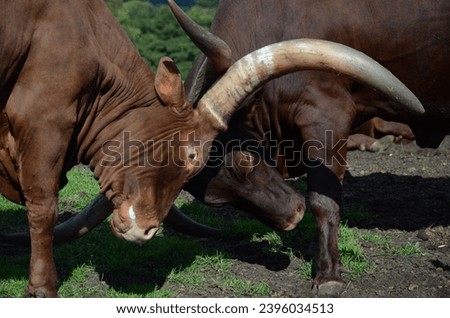 Two strong, Red Brown haired, Ankole Cattle Bulls, fight to assert who is strongest and the dominant Male, by facing off Head to Head and locking their Huge, wide Horns and pushing against each other. Royalty-Free Stock Photo #2396034513
