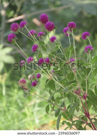 Close up beautiful pictures of globe amaranth flower.