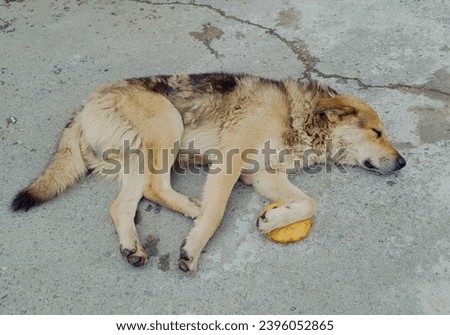 Mongrel dog lies on sidewalk, clutching bun with his paw. Mutt sleeps on asphalt near belyash. Passers on street threw a fried meat pie to dog. Big beautiful fluffy stray dog. High quality photo