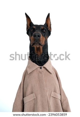 Serious and beautiful brown and black Dobermann dog head, wearing shirt isolated over white background. Concept of canine, animal, friend and pet