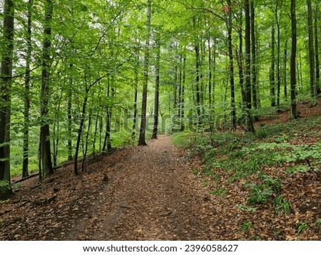 A Trail in a Beech Tree Forest, Southern Germany Royalty-Free Stock Photo #2396058627