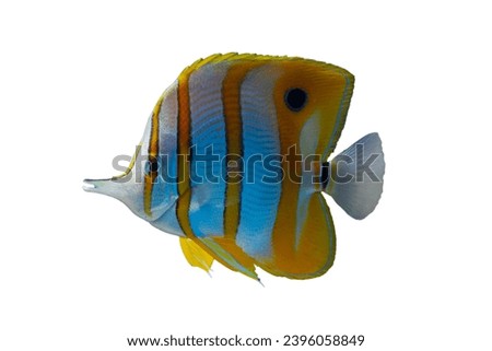 Copperband butterflyfish (Chelmon rostratus) on isolated background. Marine fish, Beautiful fish on the seabed and coral reefs
