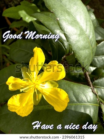 A Beautiful Flower Good Morning 
