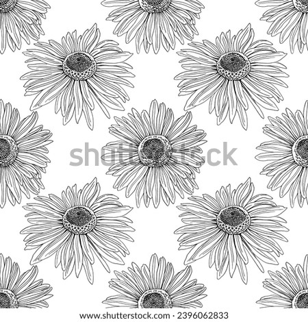 Seamless pattern of Hand Drawn floral plants camomile flowers. Line herb flowers daisy. Botanical greenery chamomile flower illustration on white background.