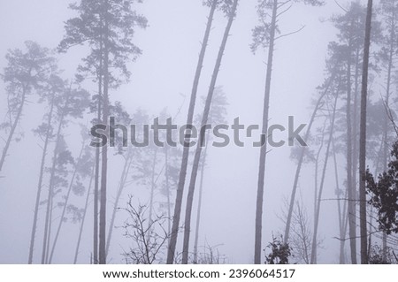 Veiled in mist: Slender pine trees stand as silent sentinels in the foggy morning. Mystical forest shrouded in fog: Tall pines reaching into the obscured skies. A serene, fog-filled forest landscape.
