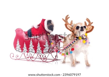 siamese cat, chihuahua and christmas in front of white background