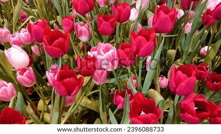 Spring Tulip Banner Colorful Tulip