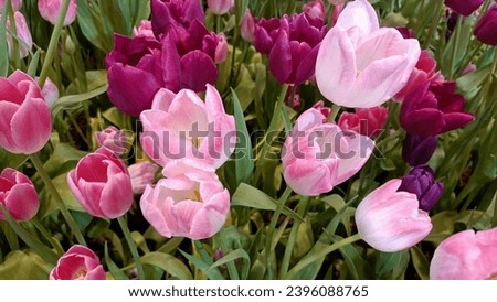 Spring Tulip Banner Colorful Tulip