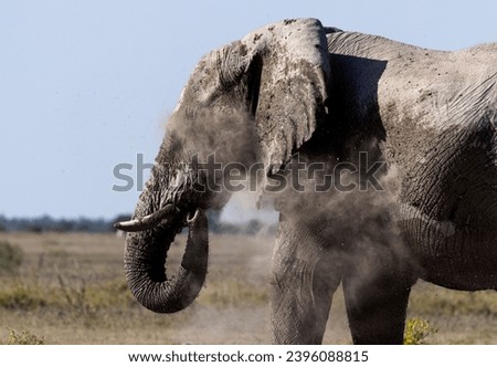 Elephants in African national parks (Botswana, Zambia, Zimbabwe, Namibia, South Africa)