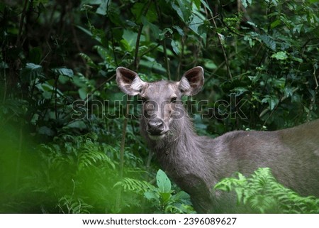 Female sambar deer in a thick forest