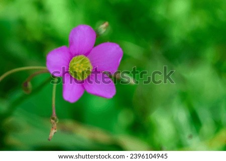 Oxalis latifolia is a species of flowering plant in the woodsorrel family commonly known as garden pink-sorrel
