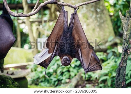 Greater red-tailed bat, the largest bat in the world