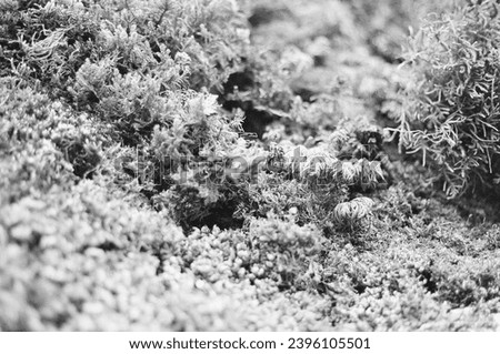 Macro shot of moss growing on a cemetery tree. Pentax K1000, JC Penney macro lens, Ilford XP2 Super. February or March 2023. Royalty-Free Stock Photo #2396105501