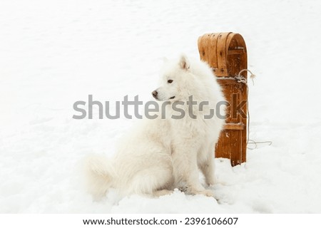 Selective focus horizontal view of gorgeous samoyed dog sitting on snowy slope in profile next to vintage wooden sled