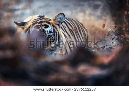 Tiger Resting On Forest Floor
