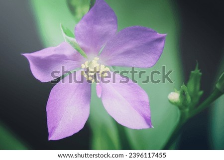 A image of Background macro flower