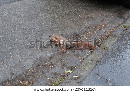a dead squirrel lies on the asphalt