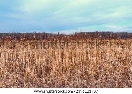 A landscape photo of a field of tall, dry grass under a cloudy sky. Overgrow the dried reeds on a spring evening. Cloudy weather, landscape.