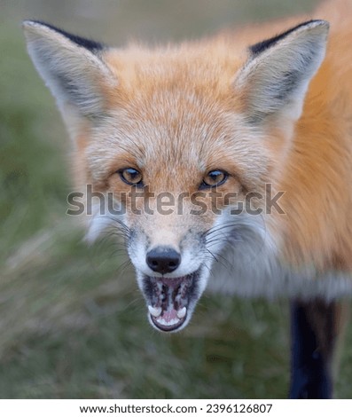A young red fox standing in a autumn meadow  with mouth open.